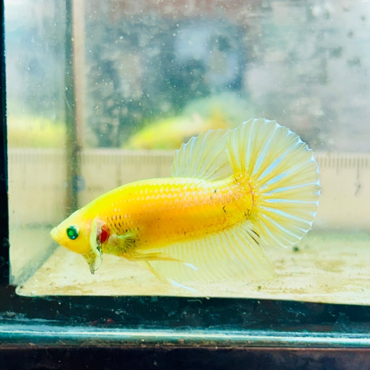 Plakat Metallic Pastel Neon Male Betta Jul42 Live Betta Fish Male betta