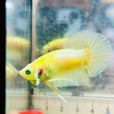 Plakat Metallic Pastel Neon Male Betta Jul42 Live Betta Fish Male betta