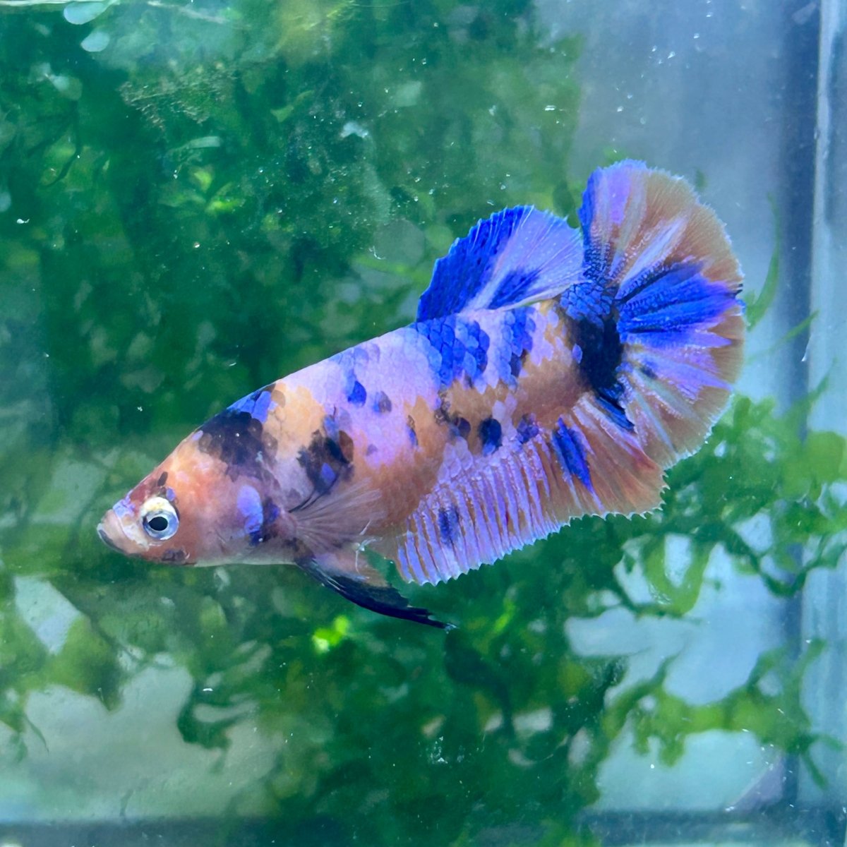 Plakat Multicolor Female Betta 112 Female betta
