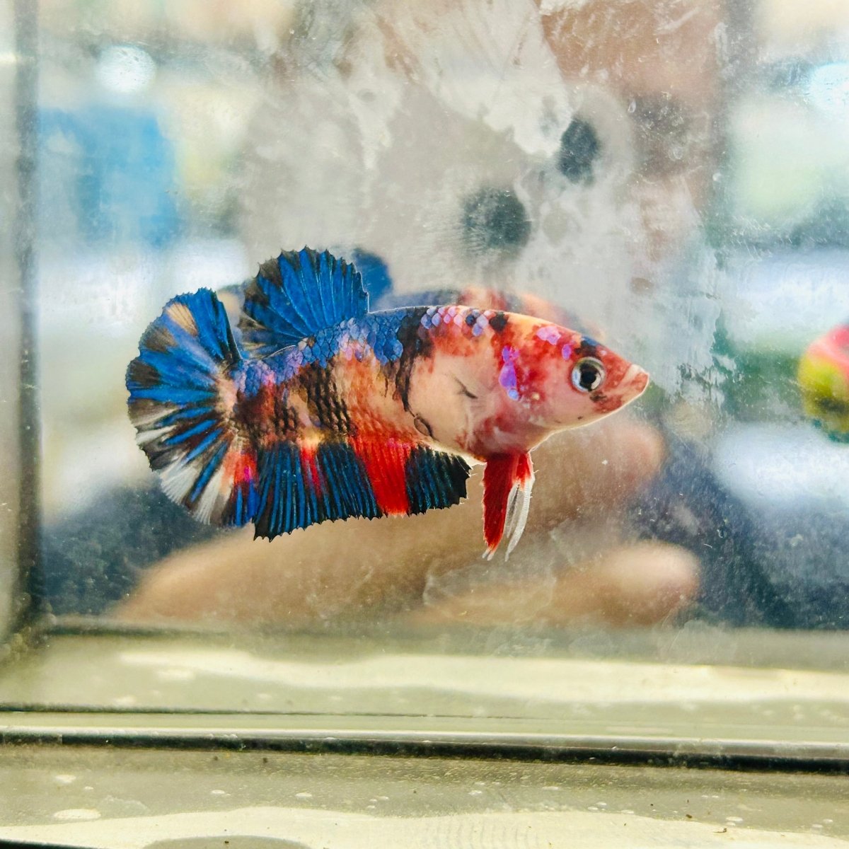 Plakat Multicolor Koi Female Betta 091