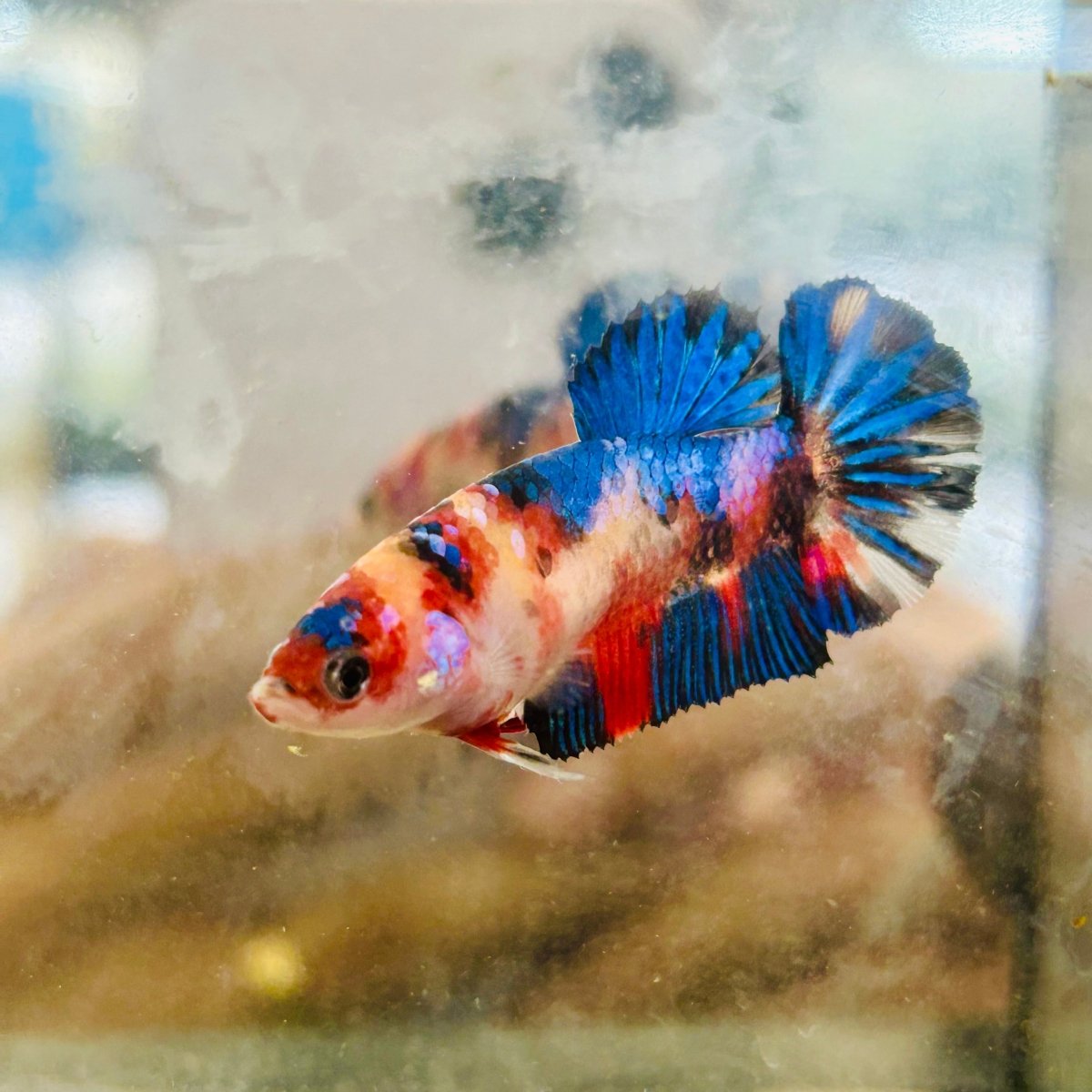 Plakat Multicolor Koi Female Betta 091