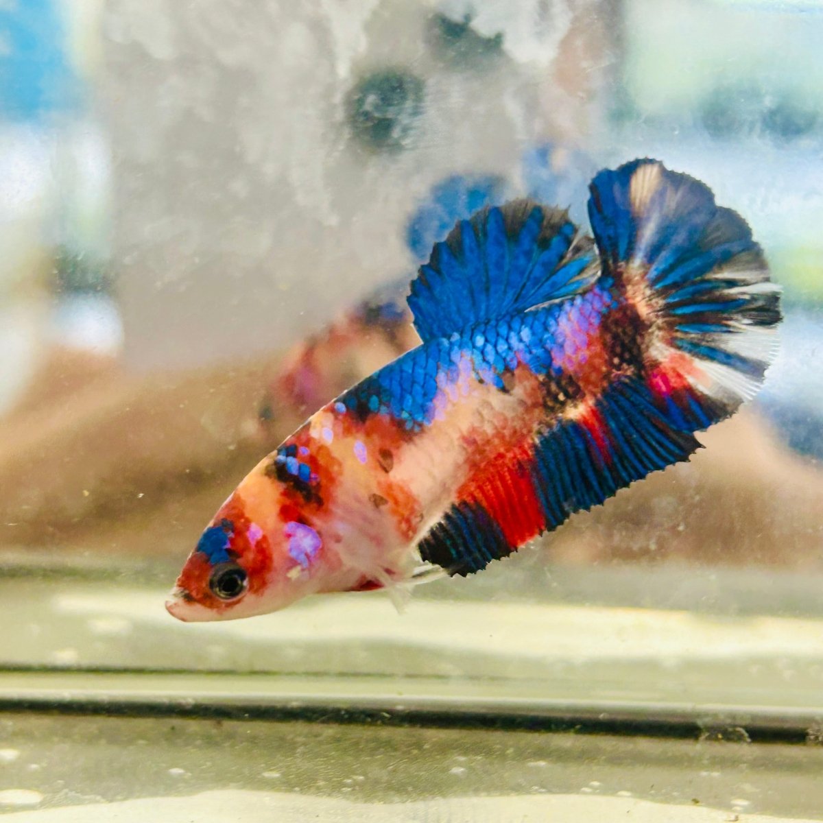 Plakat Multicolor Koi Female Betta 091