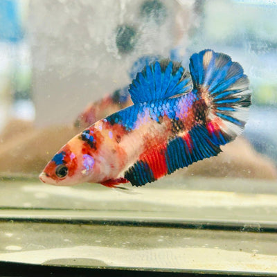 Plakat Multicolor Koi Female Betta 091
