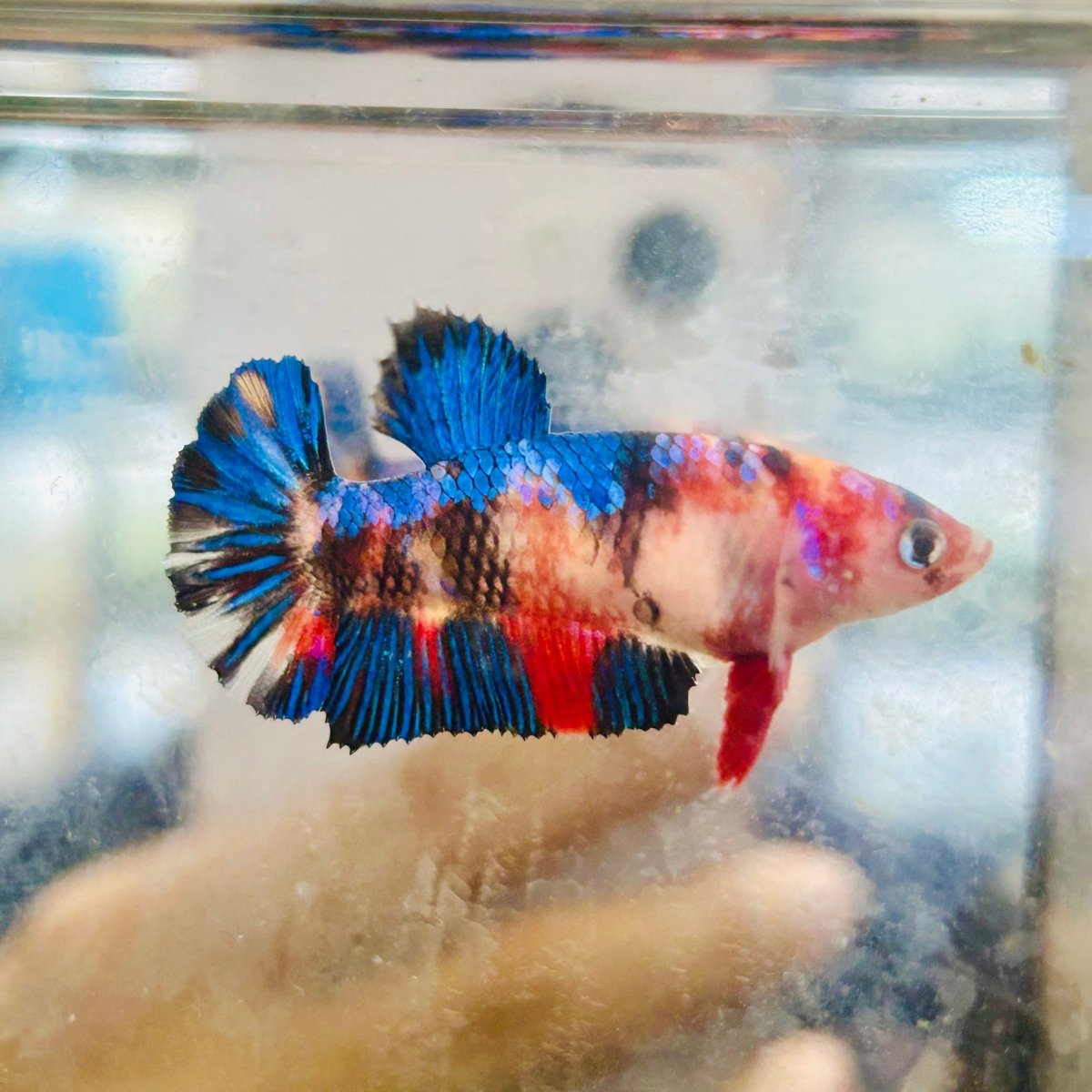 Plakat Multicolor Koi Female Betta 091