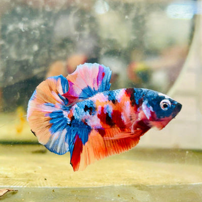 Plakat Multicolor Koi Male Betta 162