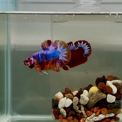 Plakat Nemo Candy Male Betta J20
