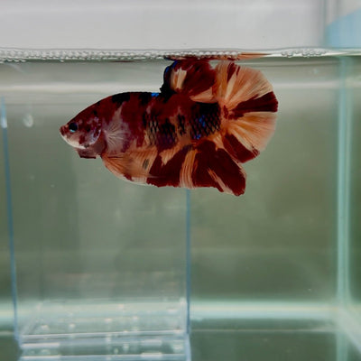 Plakat Nemo Classic Male Betta Giant N02