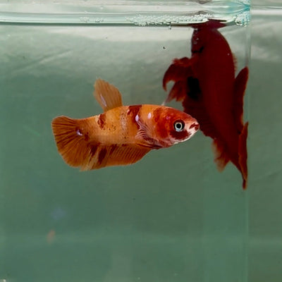 Plakat Nemo Female Betta M135