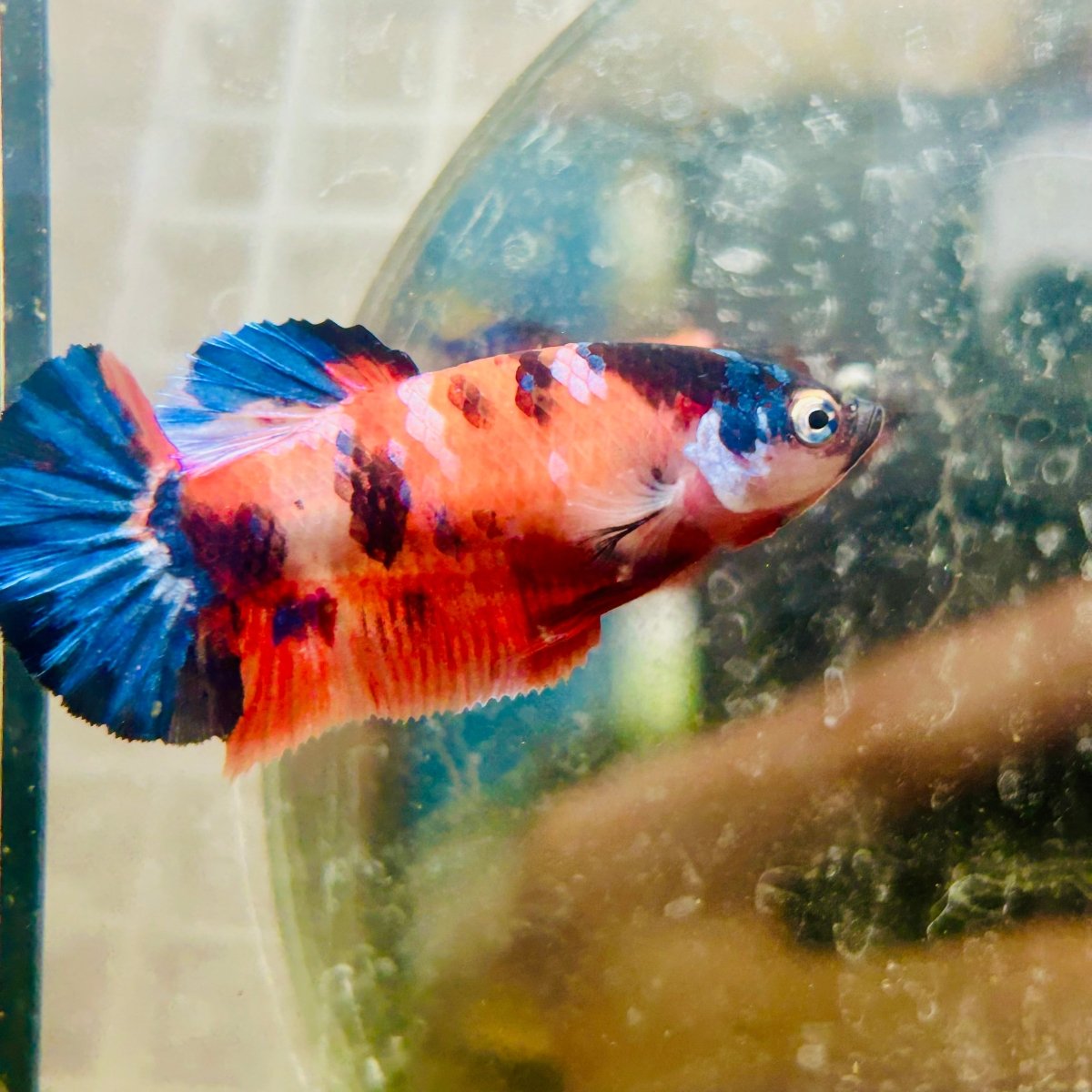 Plakat Nemo Galaxy Female Betta 061