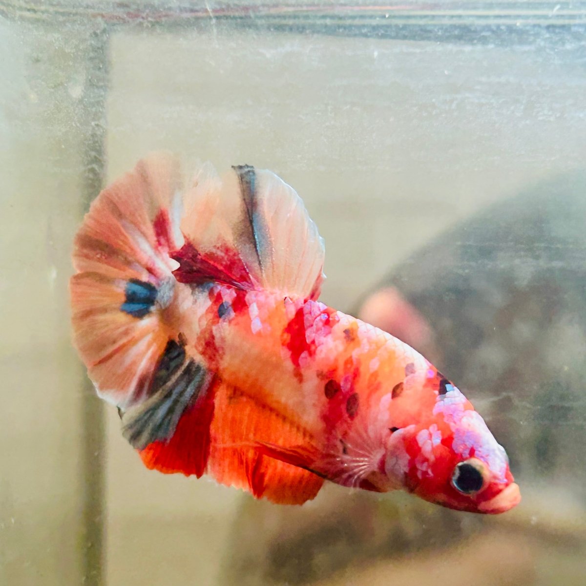 Plakat Nemo Galaxy Male Betta 052