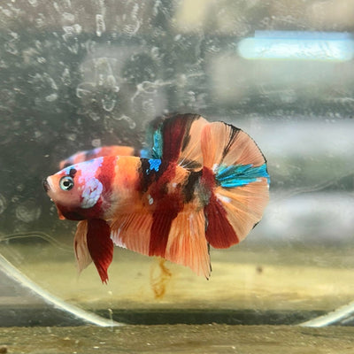 Plakat Nemo Koi Male Betta 087