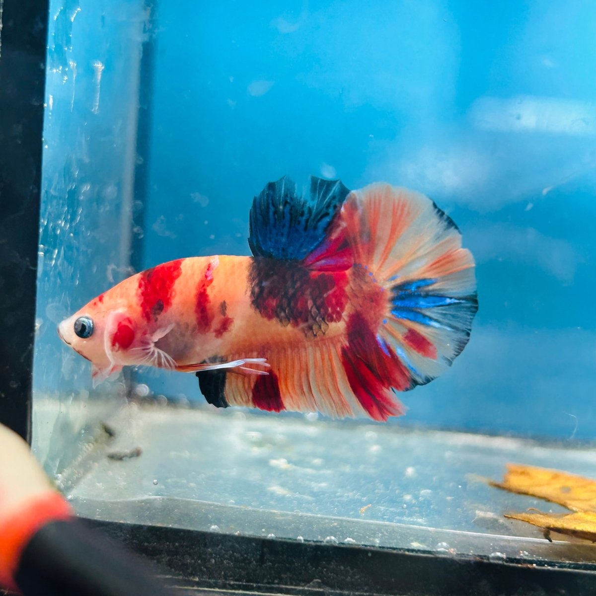 Plakat Nemo Koi Male Betta A24