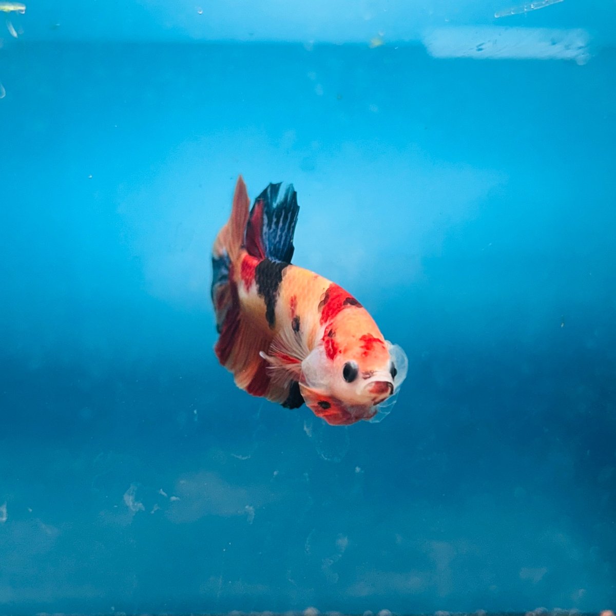 Plakat Nemo Koi Male Betta A24