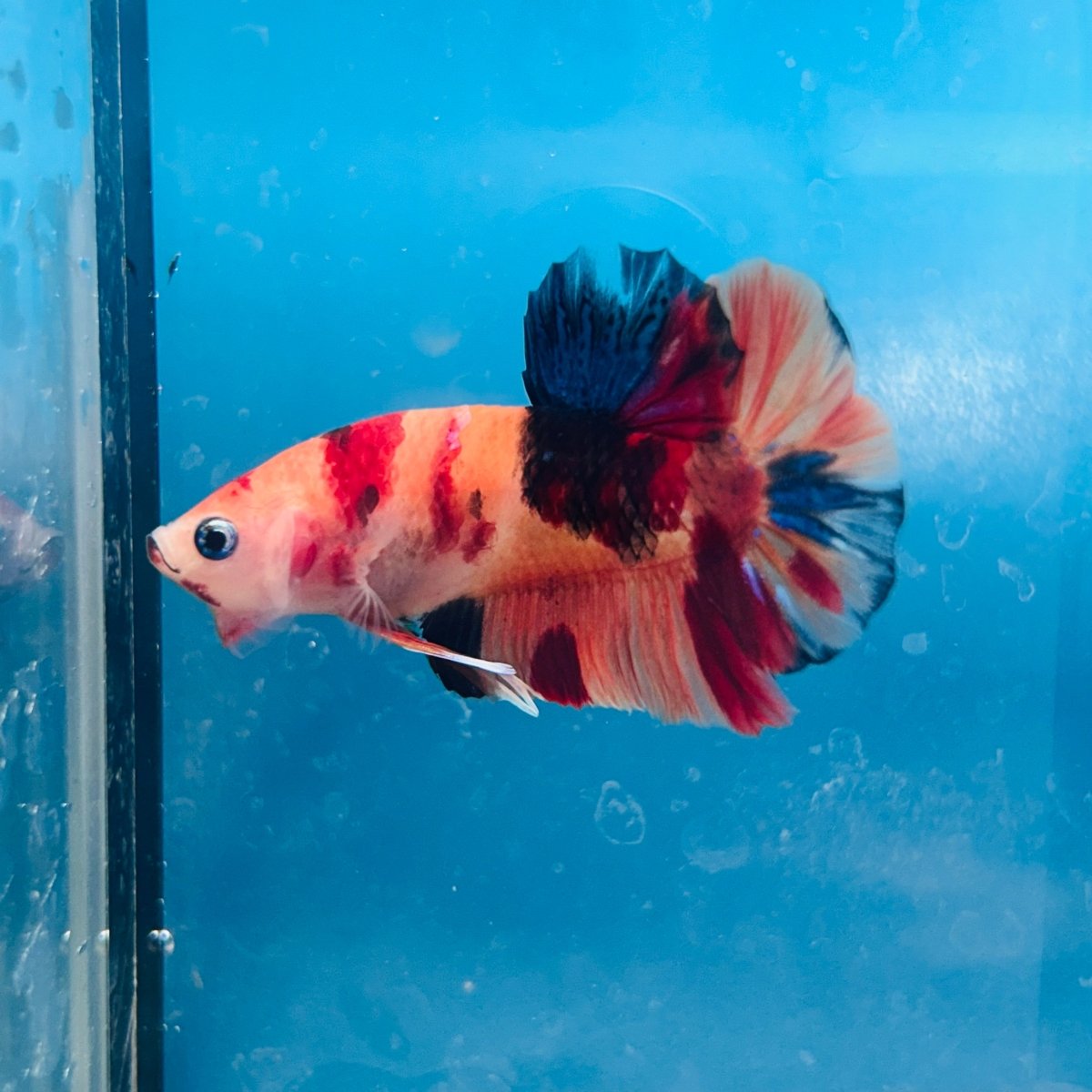 Plakat Nemo Koi Male Betta A24