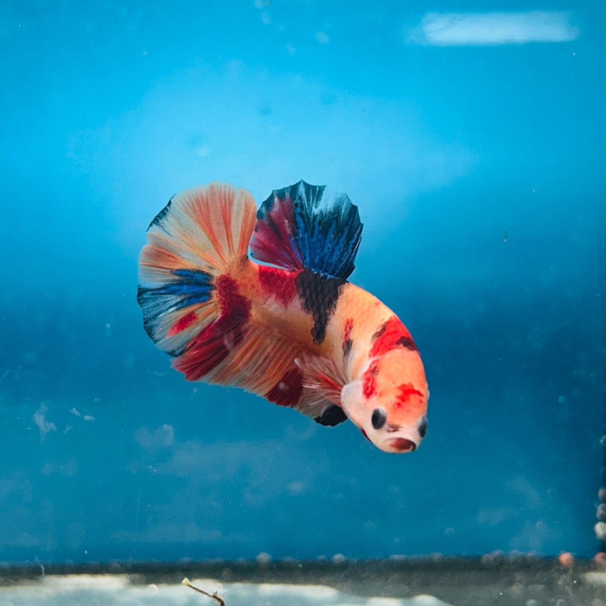 Plakat Nemo Koi Male Betta A24