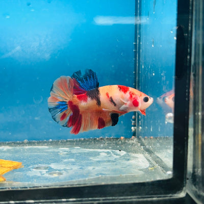 Plakat Nemo Koi Male Betta A24