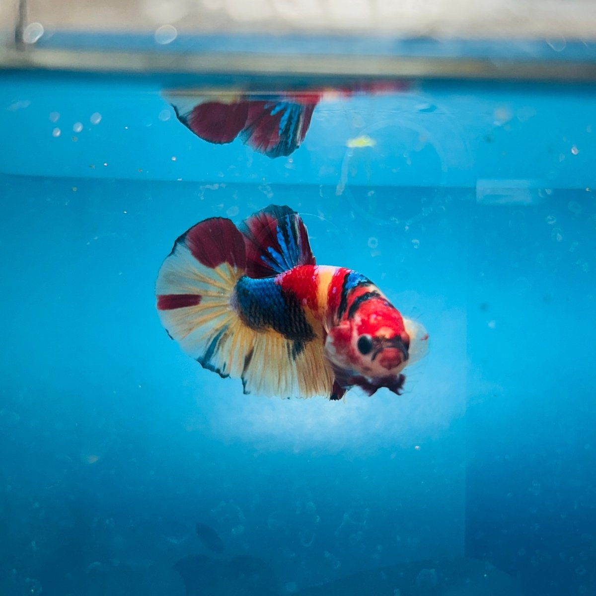 Plakat Nemo Koi Male Betta S21