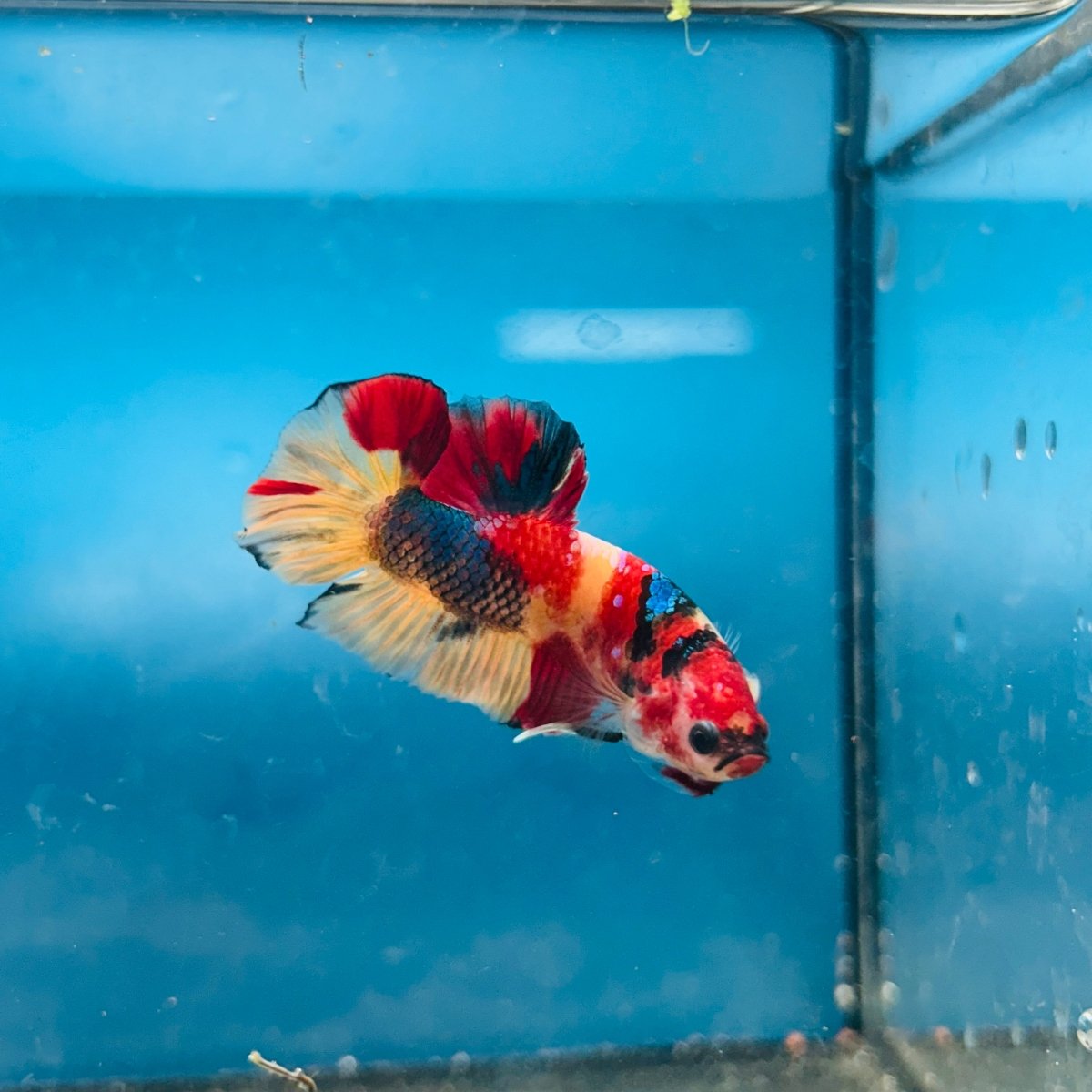 Plakat Nemo Koi Male Betta S21