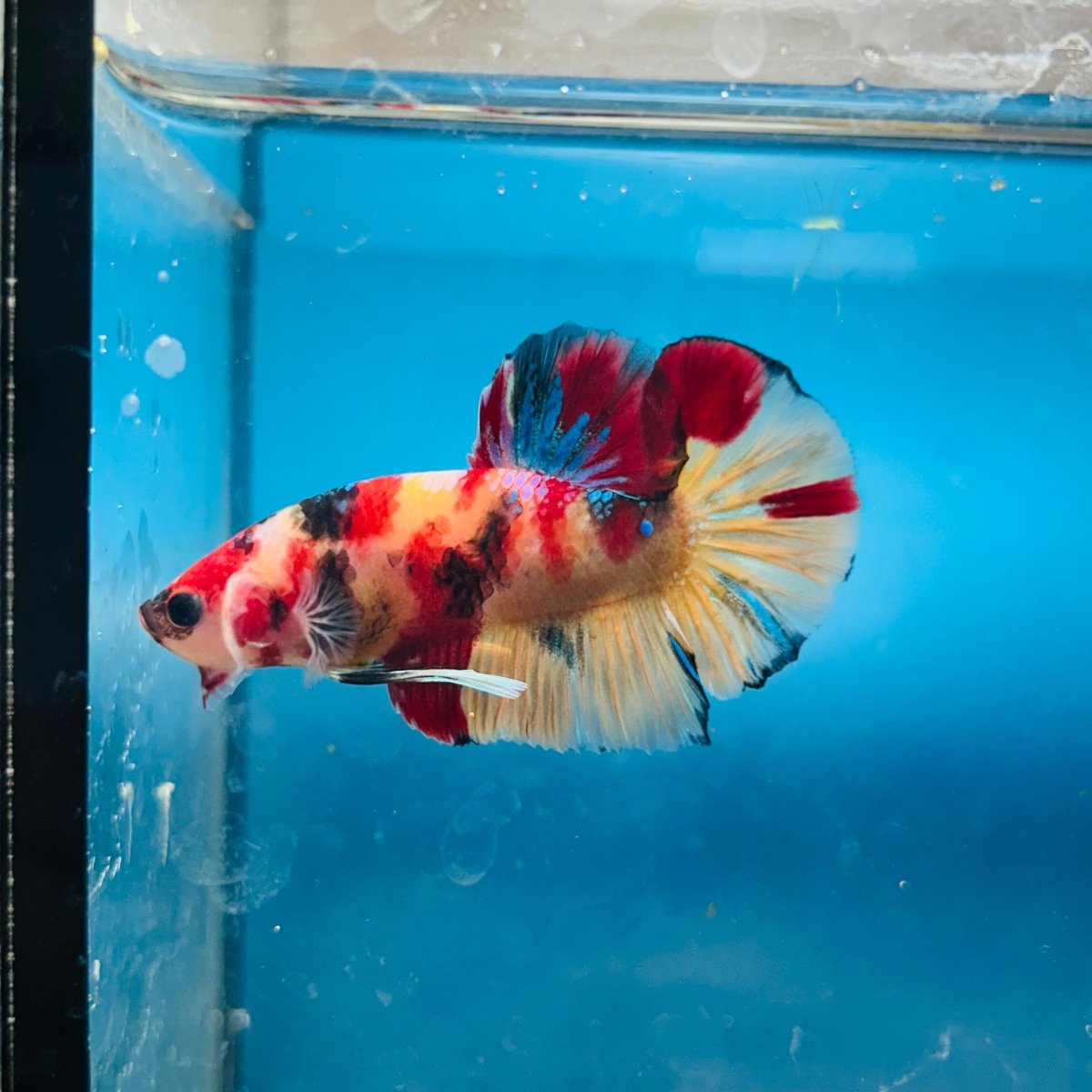 Plakat Nemo Koi Male Betta S21