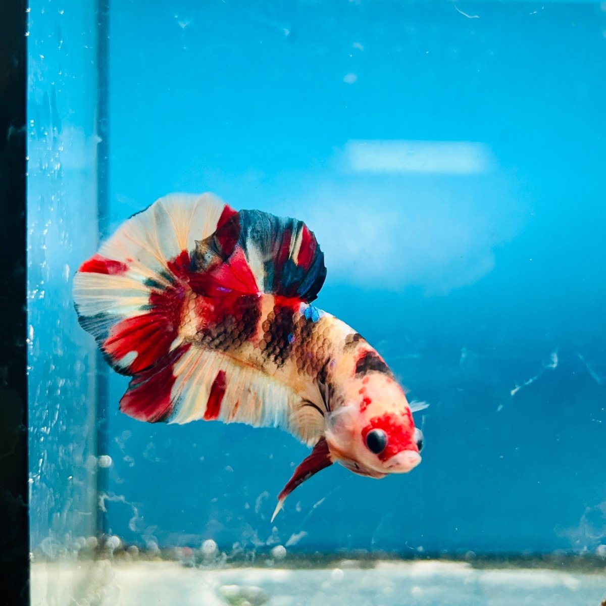 Plakat Nemo Koi Male Betta S56