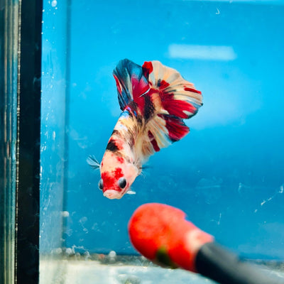 Plakat Nemo Koi Male Betta S56