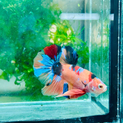 Plakat Nemo Multicolor Male Betta 018 Male betta