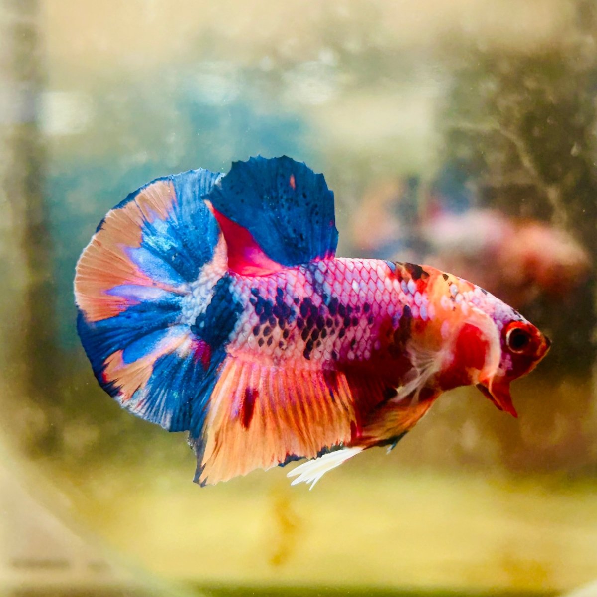 Plakat Nemo Multicolor Male Betta 088