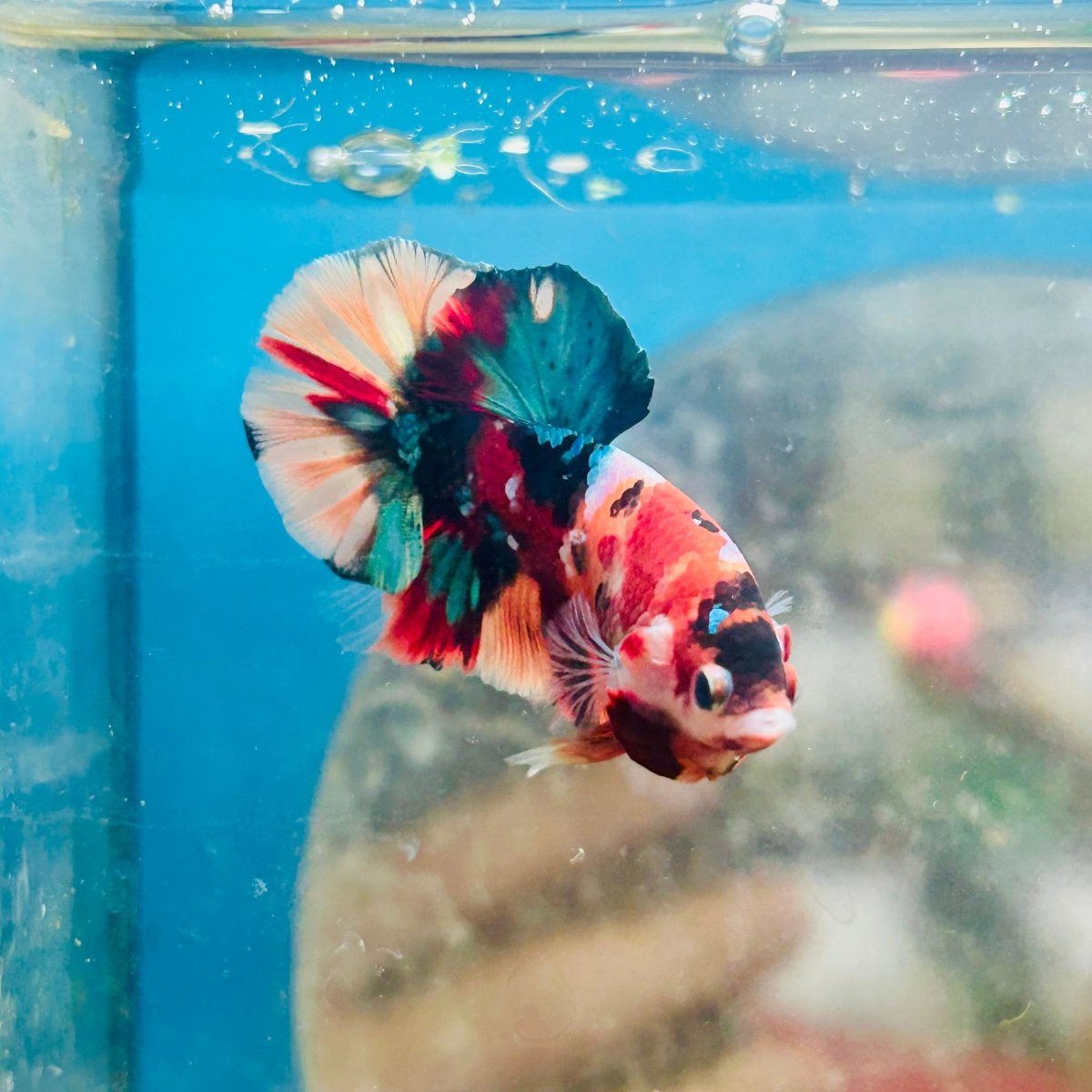 Plakat Nemo Multicolor Male Betta 153