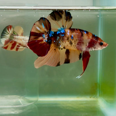 Plakat Nemo Multicolor Male Betta Giant Ju02 Live Betta Fish Male betta