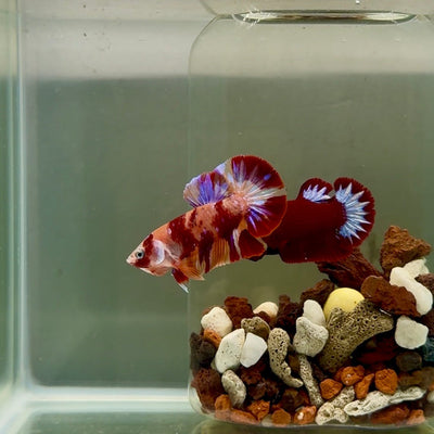 Plakat Nemo Multicolor Male Betta J12