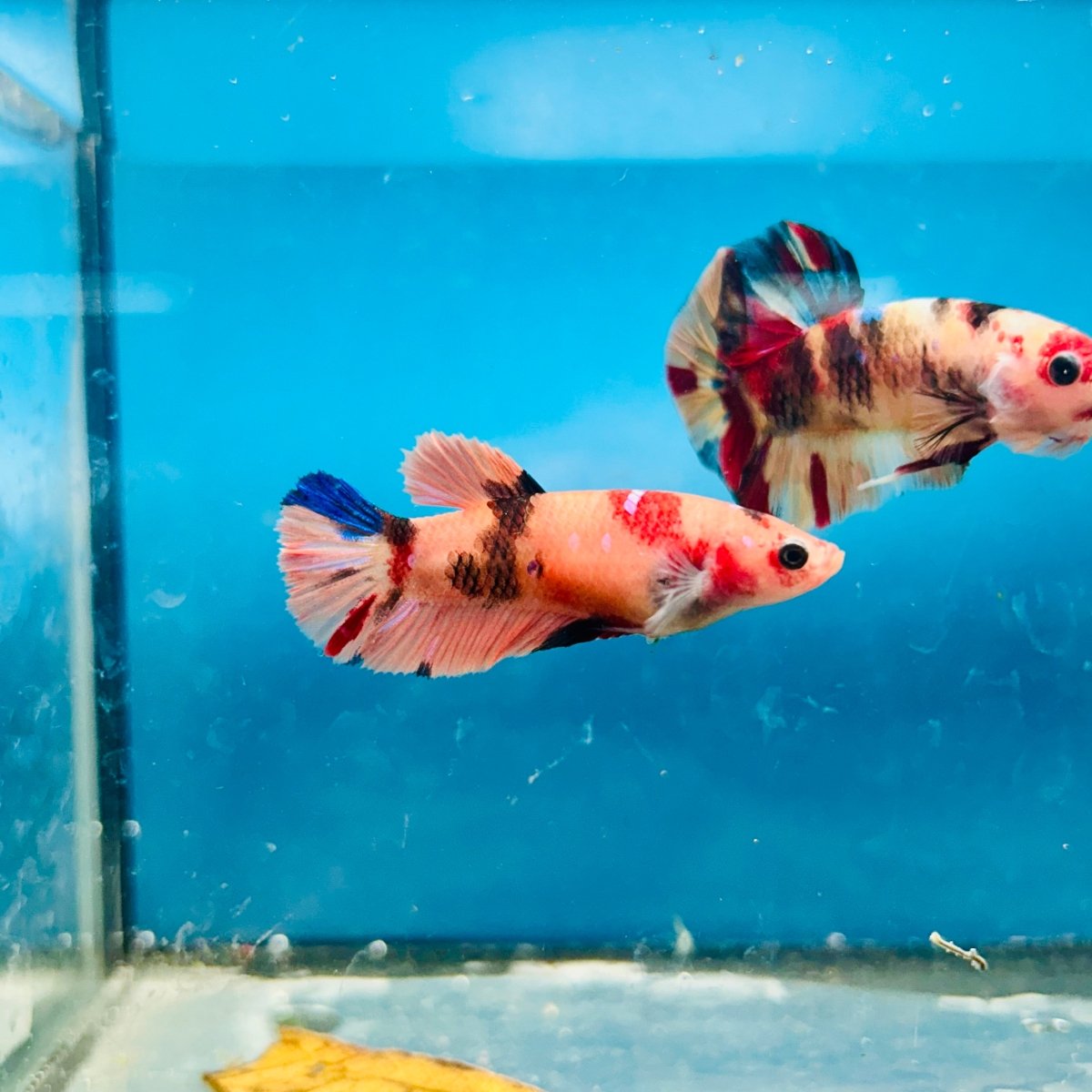 Plakat Nemo Orange Koi Female Betta 197