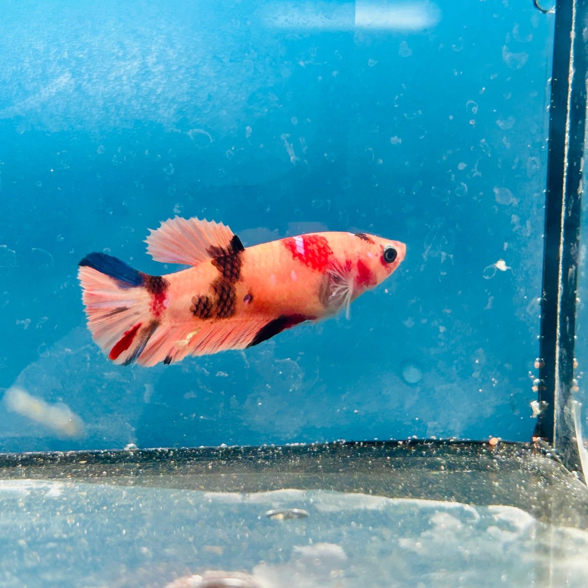 Plakat Nemo Orange Koi Female Betta 197
