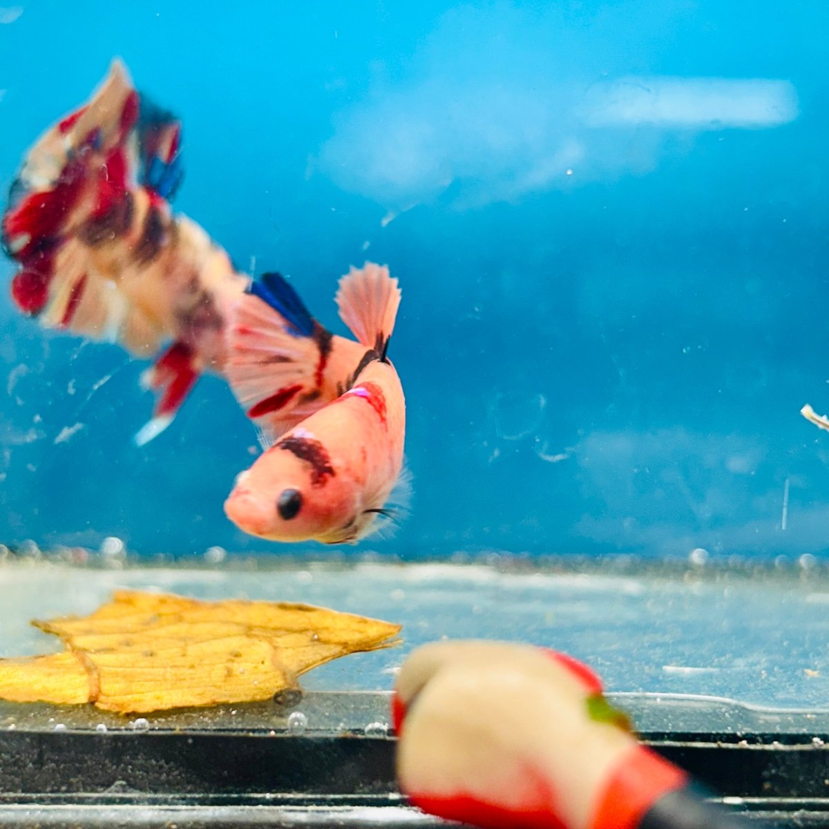 Plakat Nemo Orange Koi Female Betta 197