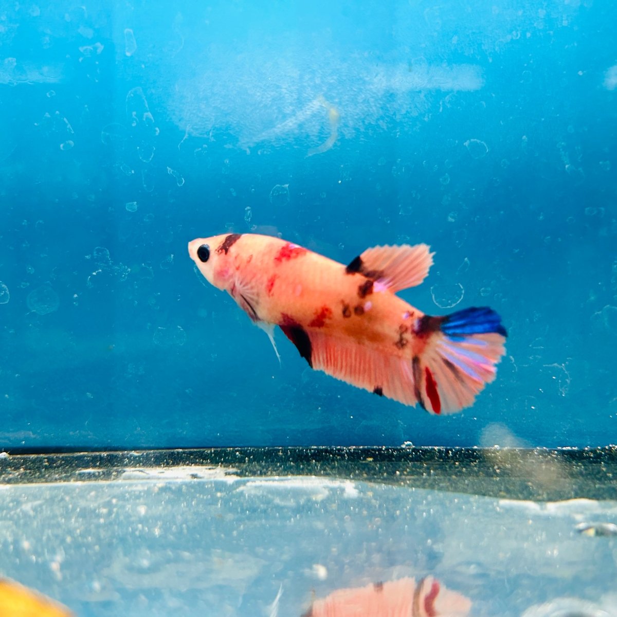 Plakat Nemo Orange Koi Female Betta 197