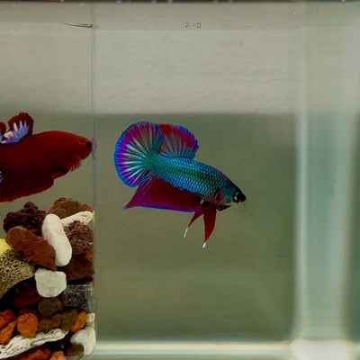 Plakat Purple Hybrid Alien Male Betta J57
