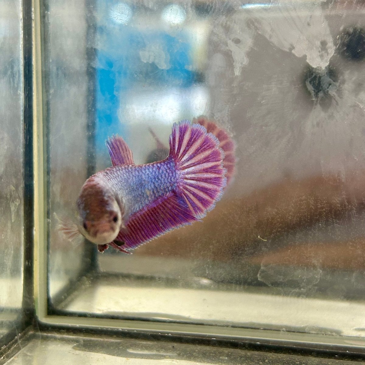 Plakat Purple Pink - Female Betta 040