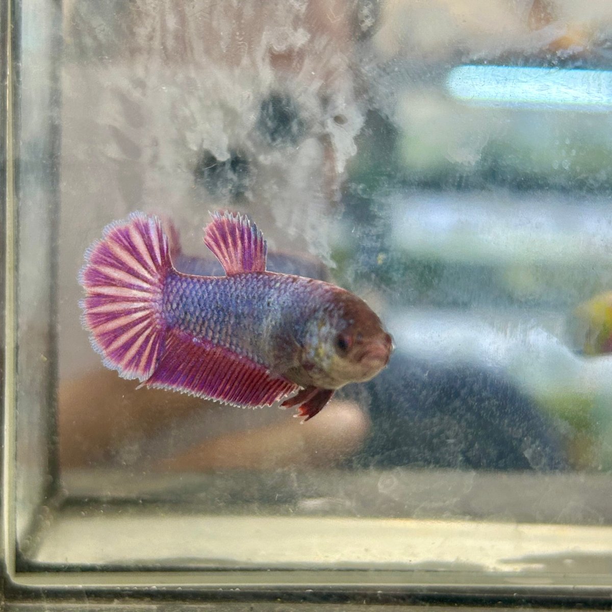 Plakat Purple Pink - Female Betta 040