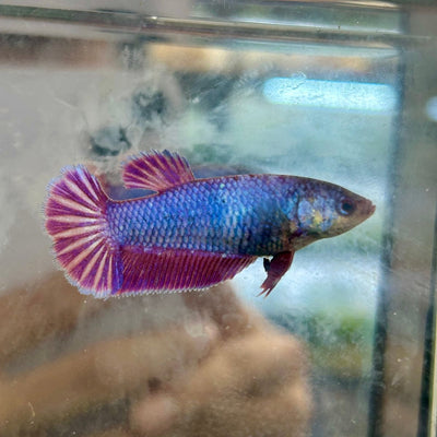 Plakat Purple Pink - Female Betta 040