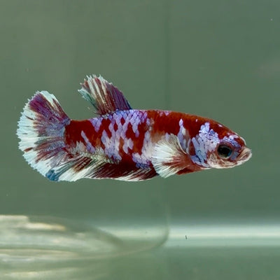 Plakat Red Barongsai Female Betta Jul05 Female betta