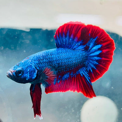 Plakat Red BLue Mascot Male Betta A221 Male betta