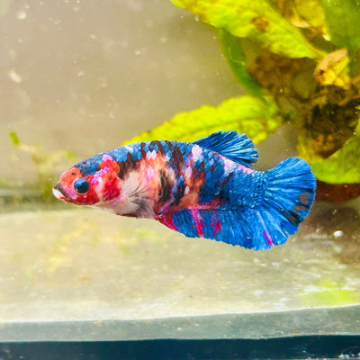 Plakat Red Candy Female Betta 069 Female betta