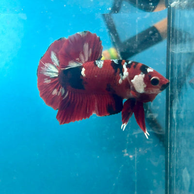 Plakat Red Copper Koi Male Betta 061