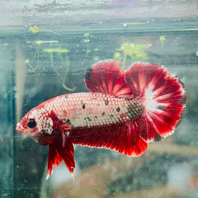 Plakat Red Copper Koi Male Betta 074