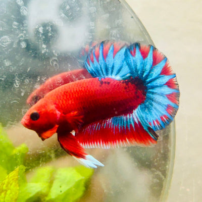 Plakat Red Fancy Blue Star Male Betta 084