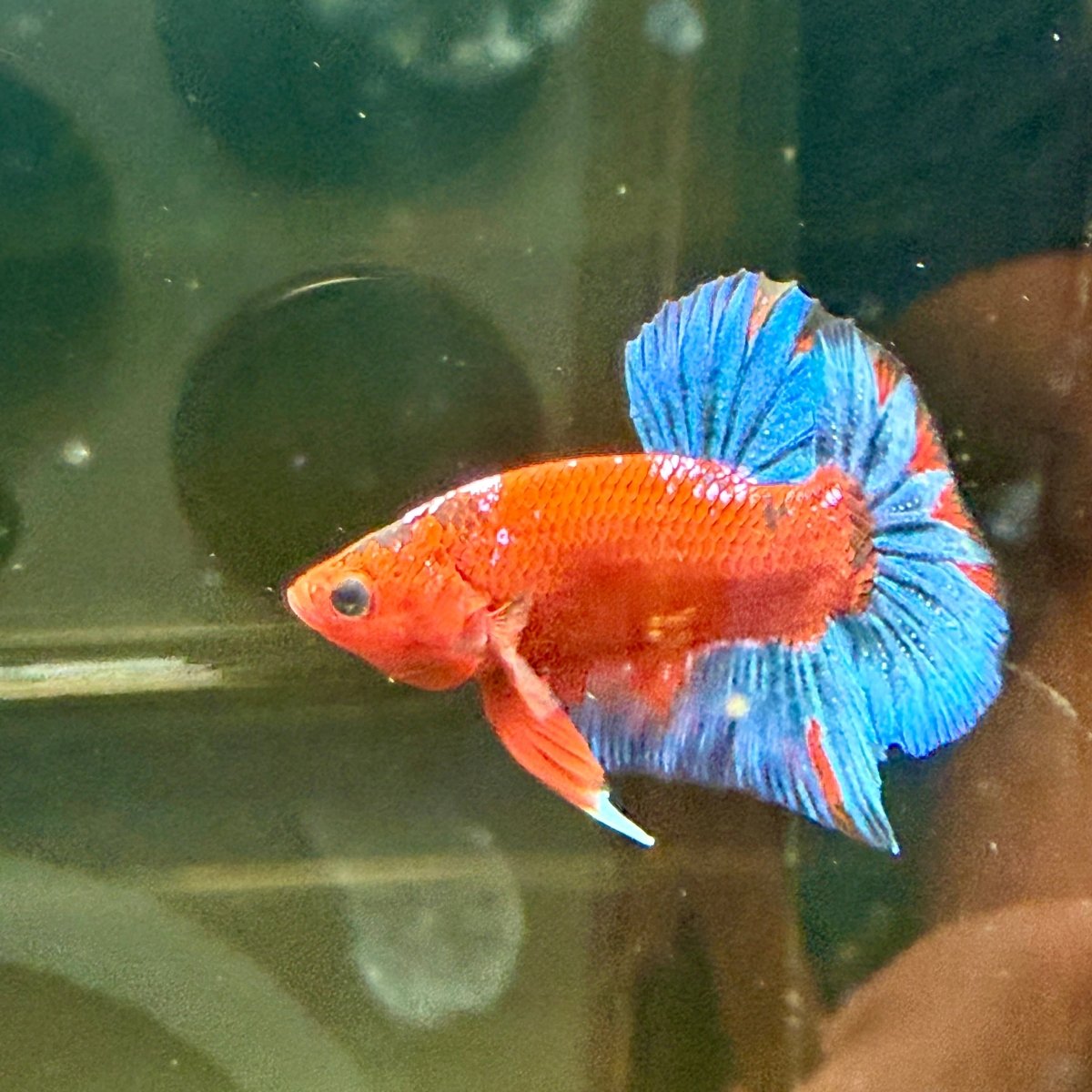 Plakat Red Fancy Blue Star Male Betta J50