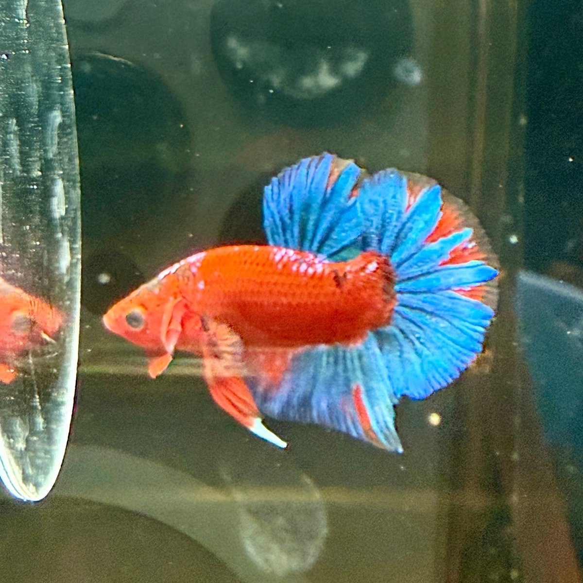 Plakat Red Fancy Blue Star Male Betta J50