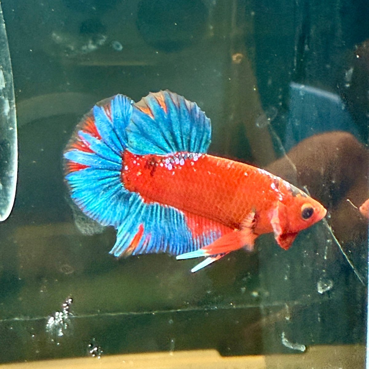 Plakat Red Fancy Blue Star Male Betta J50