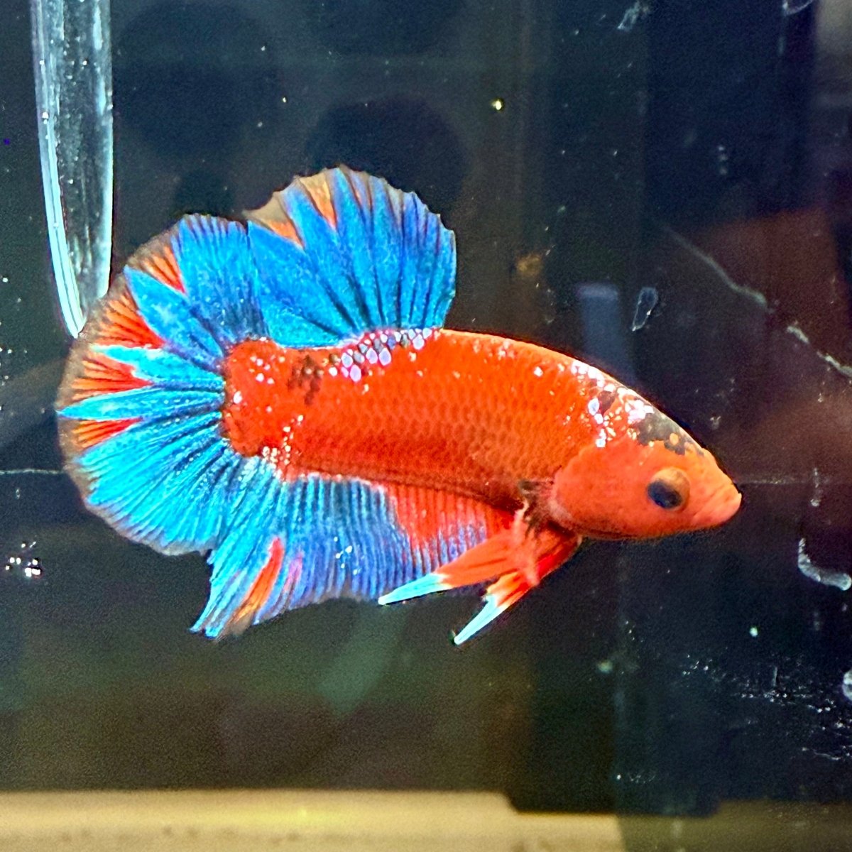 Plakat Red Fancy Blue Star Male Betta J50