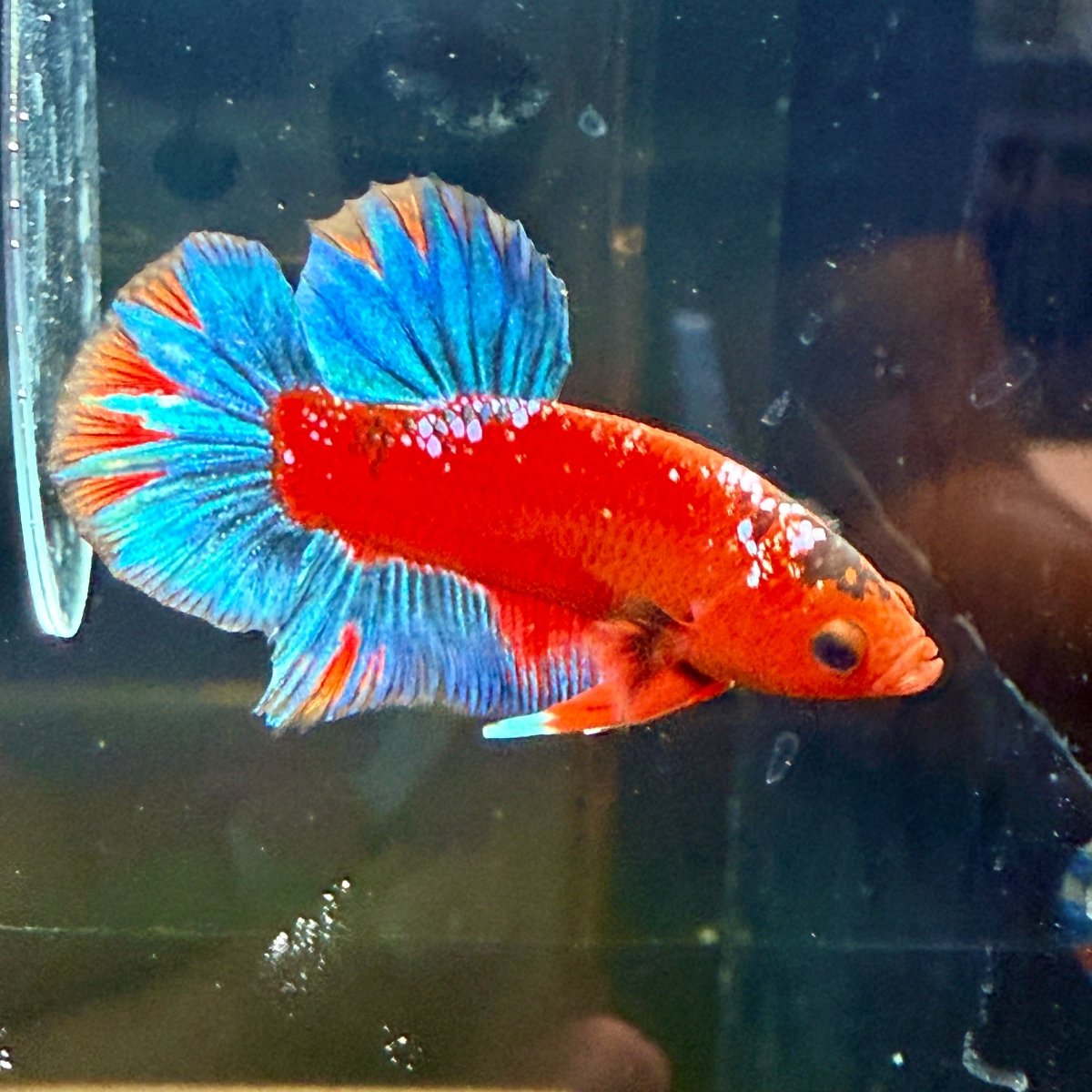 Plakat Red Fancy Blue Star Male Betta J50