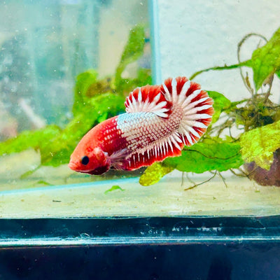Plakat Red Fancy Copper Female Betta - 016 Male betta